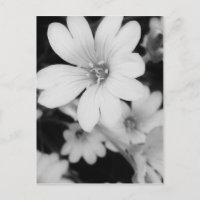 Fleur noire et blanche
