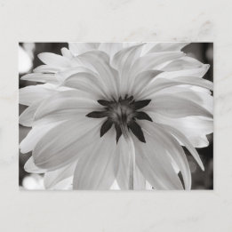 Carte Postale Fleur noire et blanche Dahlia