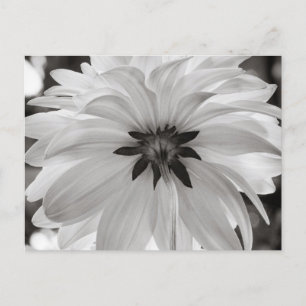 Carte Postale Fleur noire et blanche Dahlia