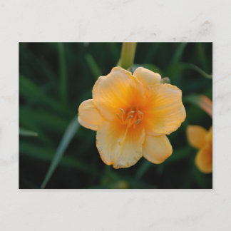 Carte Postale Fleur orange