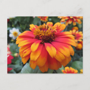 Carte Postale Fleur orange