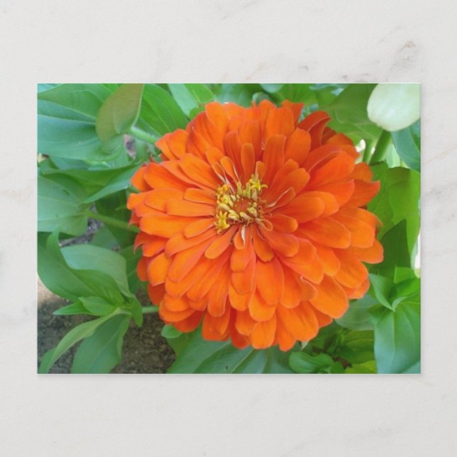 Carte Postale Fleur orange (Devant)