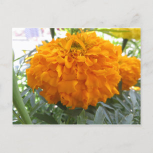 Carte Postale Fleur orange