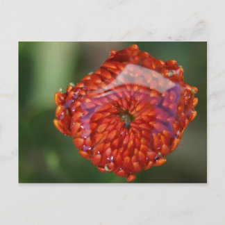 Carte Postale Fleur orange avec piscine