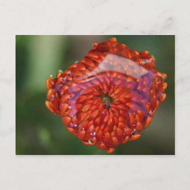 Carte Postale Fleur orange avec piscine (Devant)