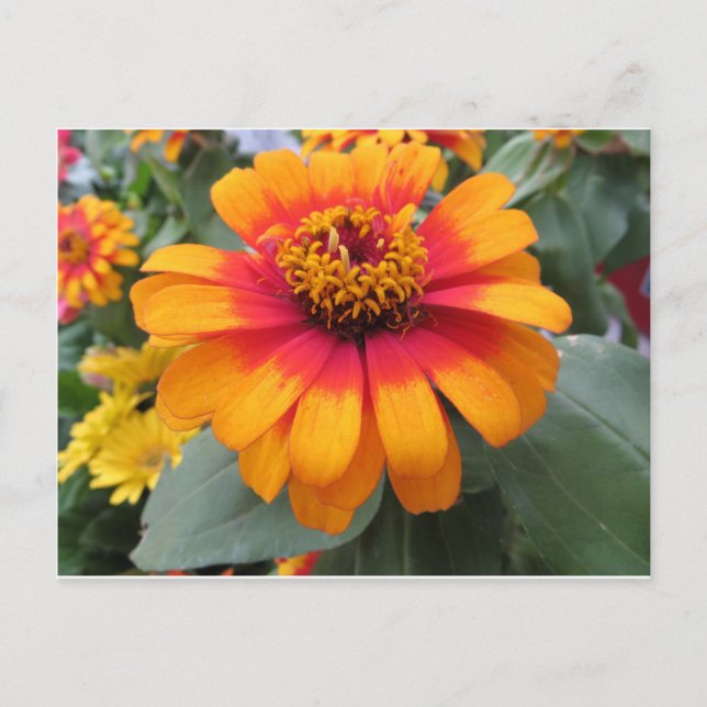 Carte Postale Fleur orange jaune (Devant)