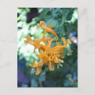 Carte Postale Fleur orange n° 5