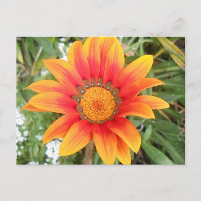 Carte Postale Fleur orange vif unique (Devant)