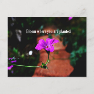 Carte Postale Fleur où vous êtes planté