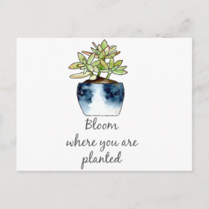 Carte Postale Fleur où vous êtes planté Succulent
