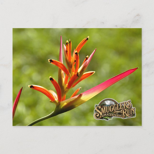 Carte Postale Fleur Paradise (Devant)