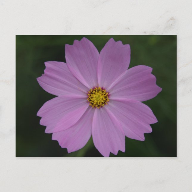 Carte Postale fleur parfaite (Devant)