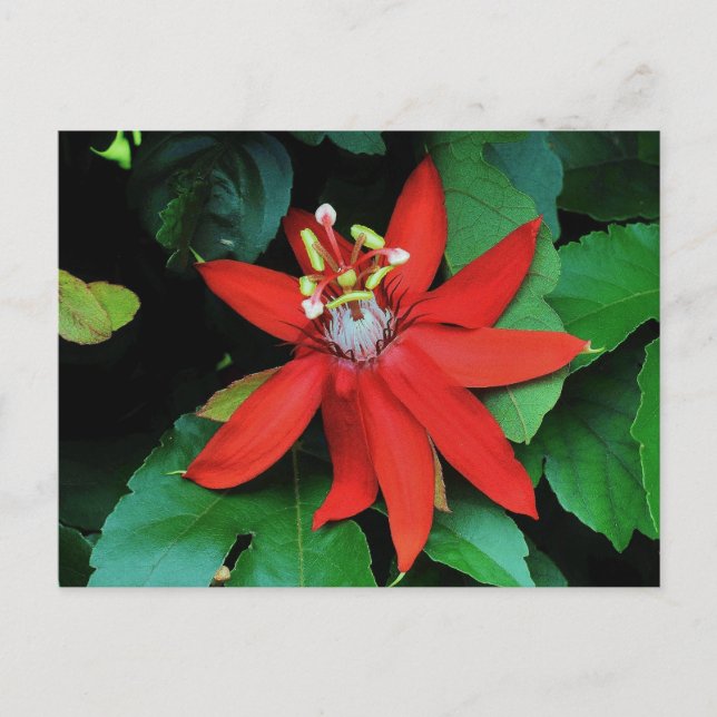 Carte Postale Fleur Passion (Devant)