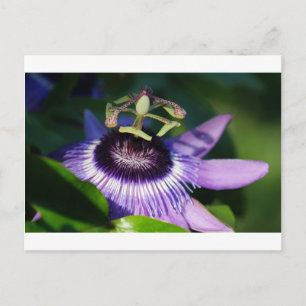 Carte Postale Fleur Passion
