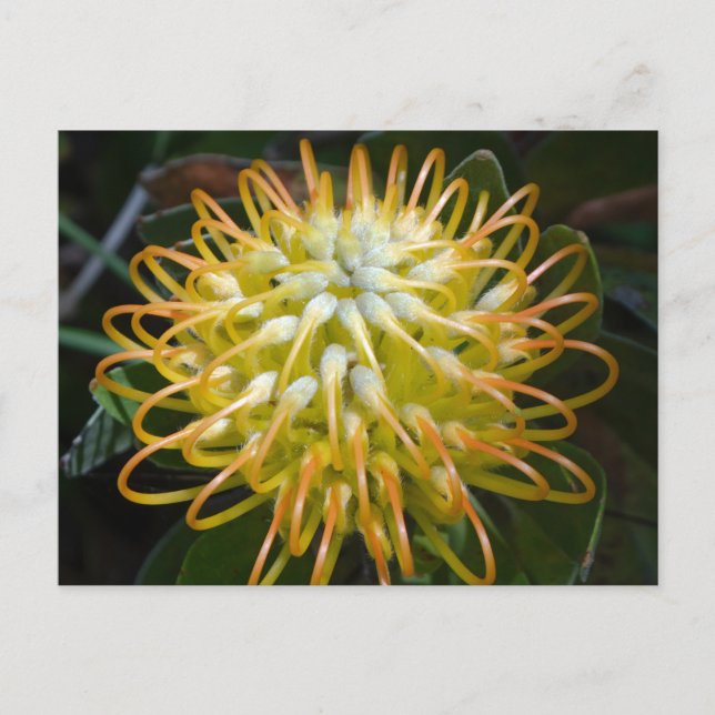 Carte postale Fleur Pincushion jaune (Devant)