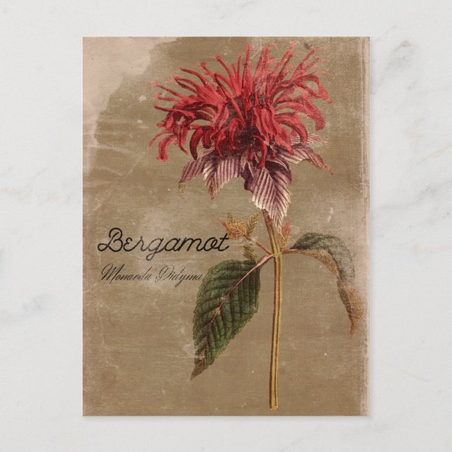 Carte Postale Fleur Plante Bergamot vintage (Devant)