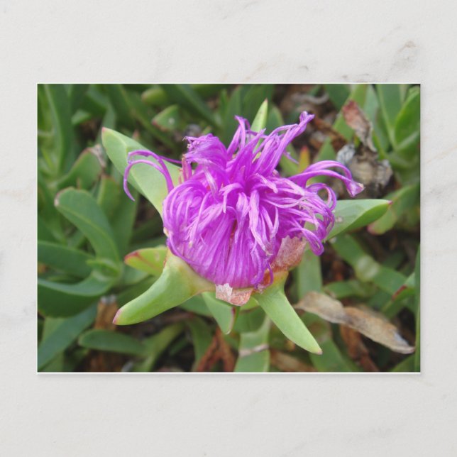 Carte Postale Fleur Plante de glace violet (Devant)