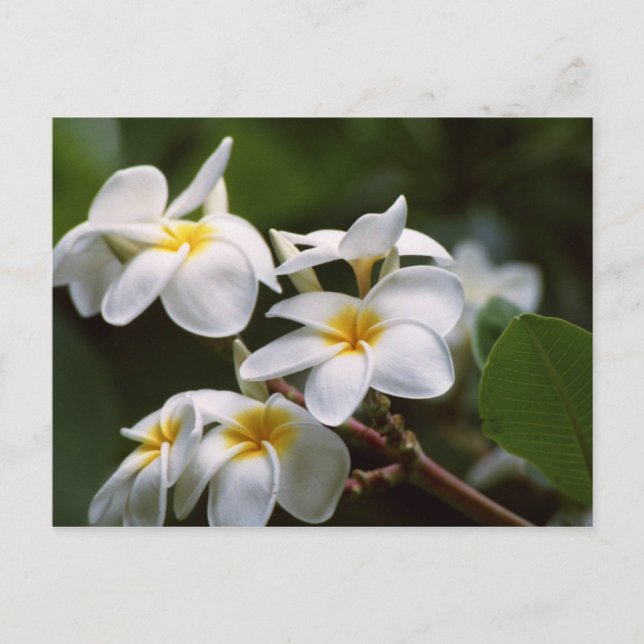 Carte Postale Fleur Plumeria (Devant)