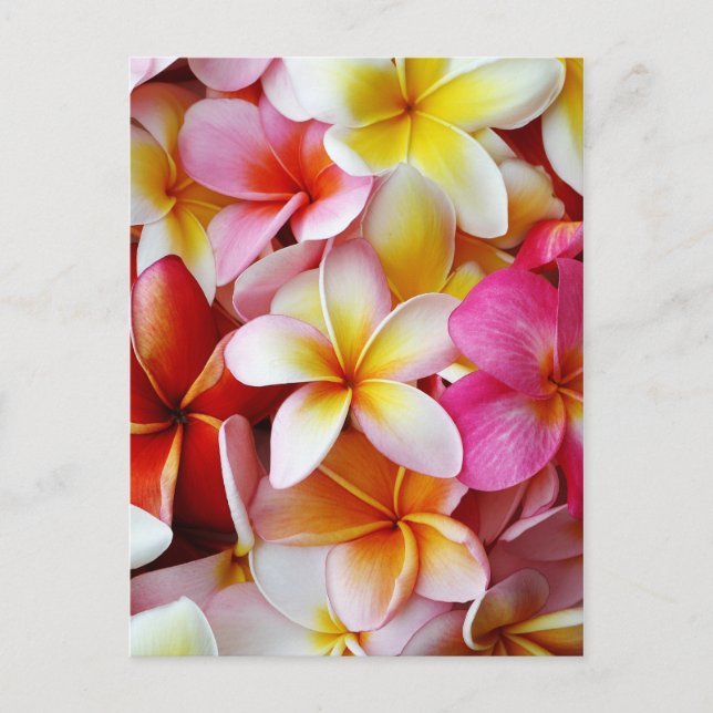 Carte Postale Fleur Plumeria mélangée rose jaune (Devant)