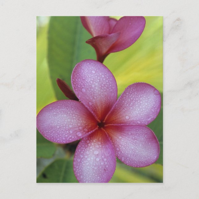 Carte Postale Fleur, Plumeria sp.), Pacifique Sud, Niue (Devant)