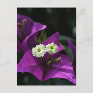 Carte Postale Fleur pourpre