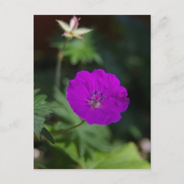 Carte Postale Fleur pourpre (Devant)