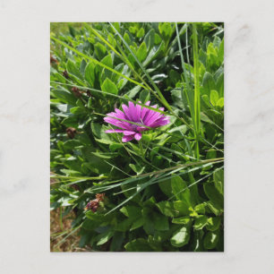 Carte Postale Fleur pourpre