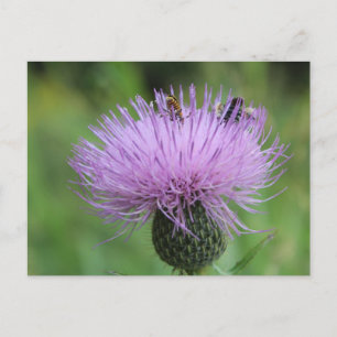 Carte Postale Fleur pourpre et insectes #2