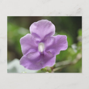 Carte Postale Fleur pourpre n° 3
