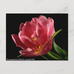 Carte Postale Fleur Printemps Double Tulip Blooms