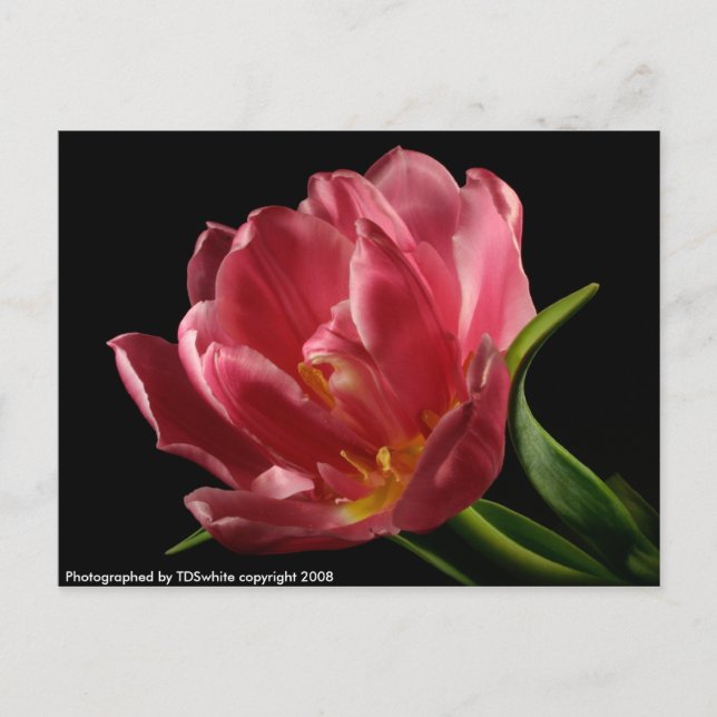 Carte Postale Fleur Printemps Double Tulip Blooms (Devant)