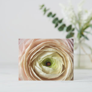 Carte Postale Fleur Ranunculus