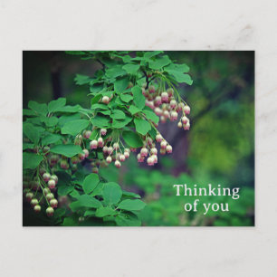 Carte Postale Fleur Redvein Enkianthus Campanulatus