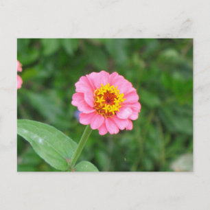 Carte Postale fleur rose