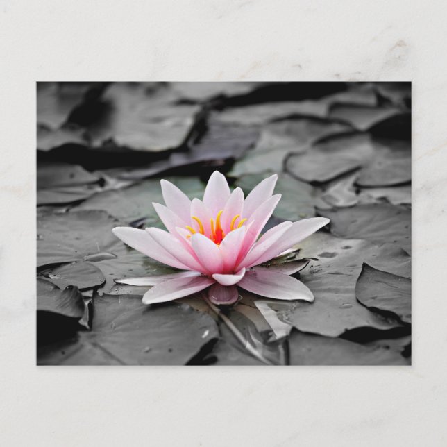 Carte Postale Fleur rose (Devant)