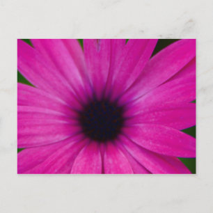 Carte Postale fleur rose