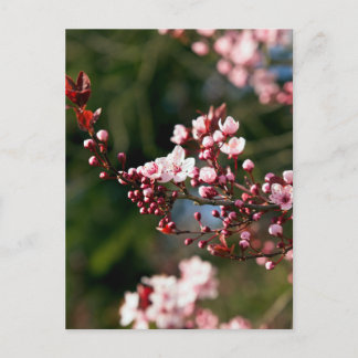 Carte Postale Fleur rose dans la lumière chaude de l'été