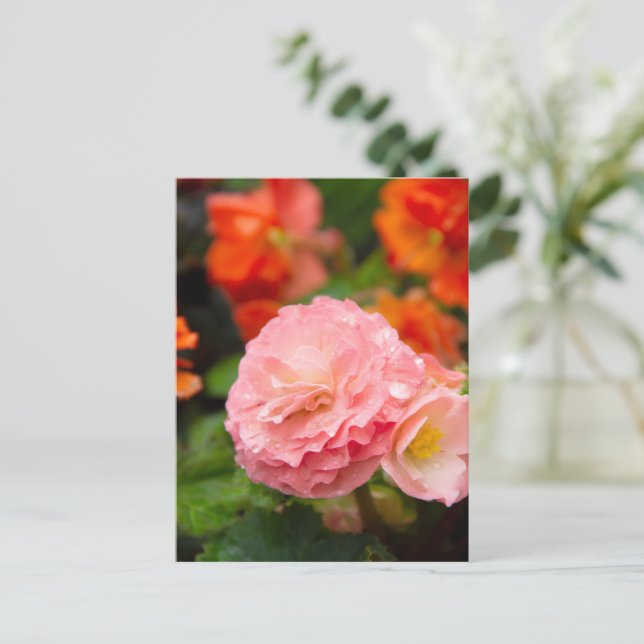Carte Postale Fleur rose délicate après la pluie  (Debout devant)