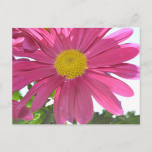 Carte Postale Fleur rose d'été