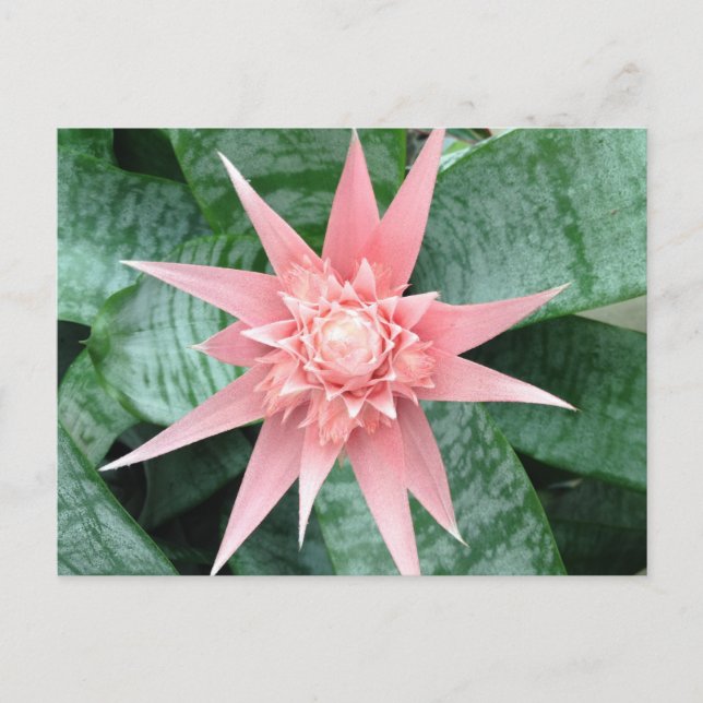 Carte Postale Fleur rose exotique de Bromeliad (Devant)