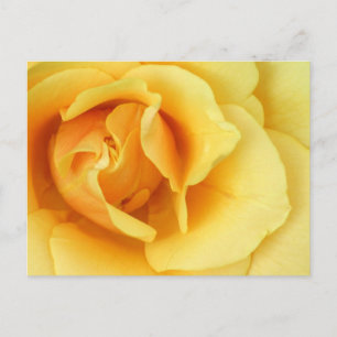 Carte postale Fleur rose jaune