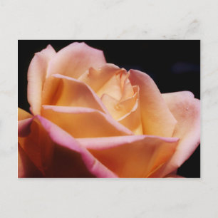Carte Postale Fleur rose jaune intense