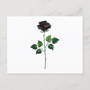 Carte Postale Fleur rose noire