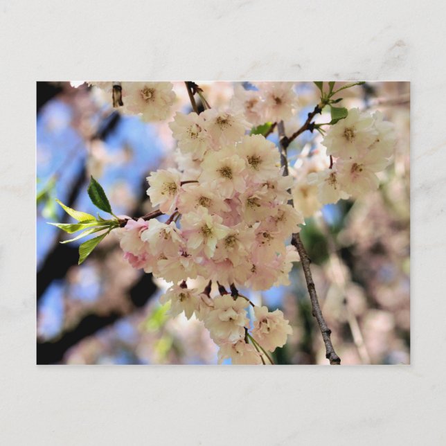 Carte postale Fleur Rose Printemps (Devant)