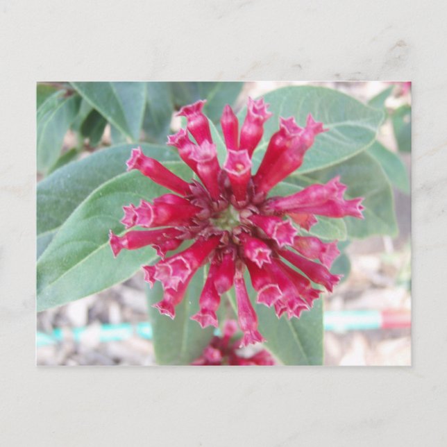 Carte Postale Fleur rose profonde (Devant)