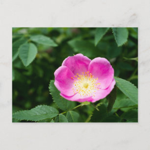 Carte Postale Fleur rose sauvage