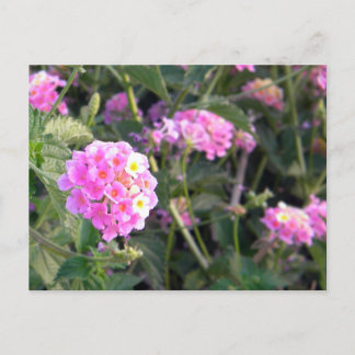 Carte Postale Fleur rose sauvage