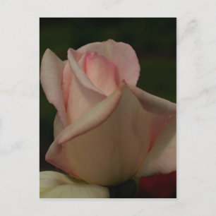 Carte Postale Fleur Rosebud rose intense