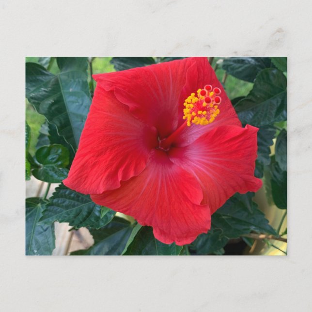 Carte postale Fleur rouge (Devant)