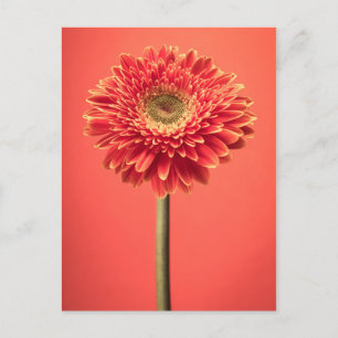 Carte Postale Fleur rouge Barberton Gerbera Daisy